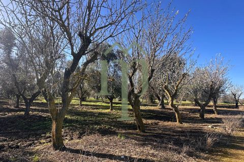 Ruinere i Brindisi, Brindisi, Brindisi - € 68.000 | Ref: Casolare Bern - foto 2